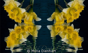 Narcissus and the mirror

a composing shot of the same ... by Mona Dienhart 